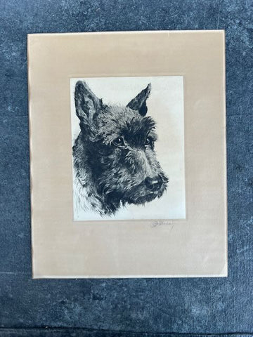 Etching of a Scottish Terrier AP1771