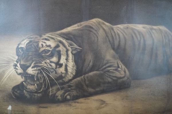 19th Century Black and White Lithograph of a Tiger AP1775