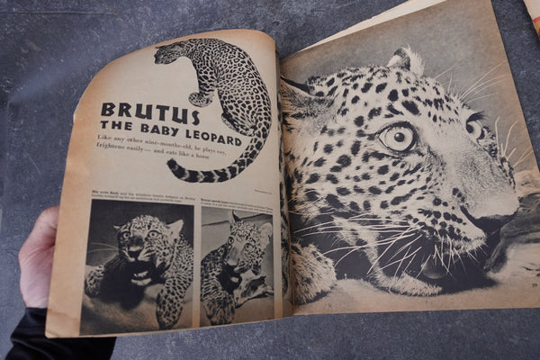 Look Magazine 2 issues 1949, 1952 AP1927