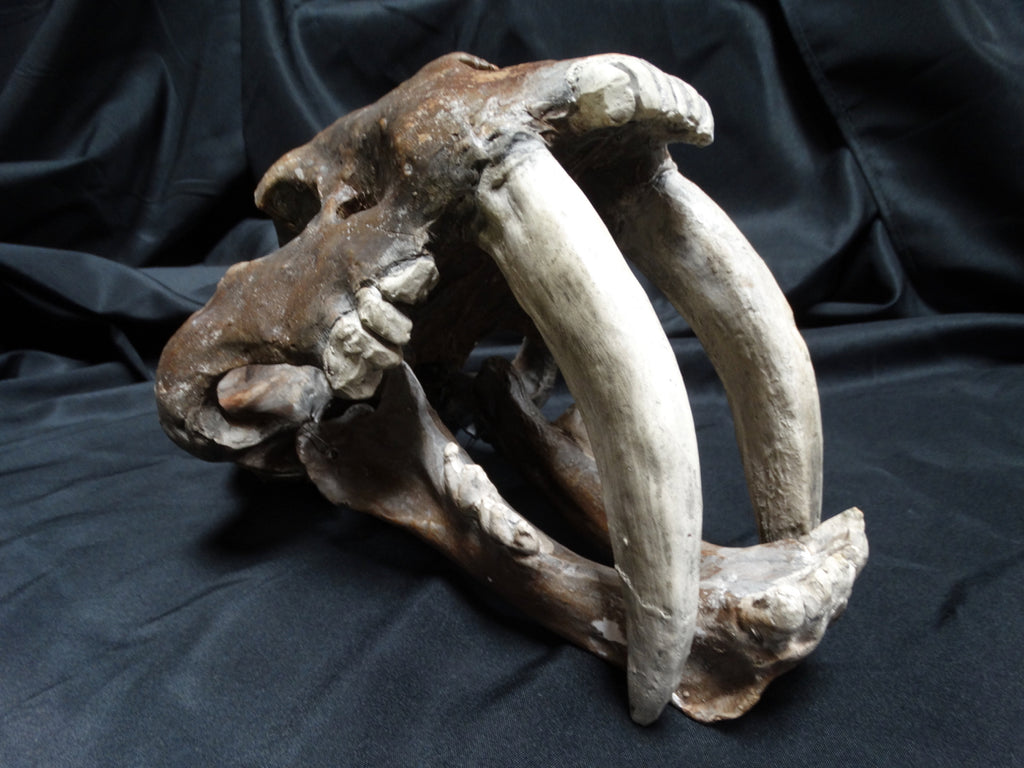 Saber Tooth Tiger Skull Academic Plaster Cast