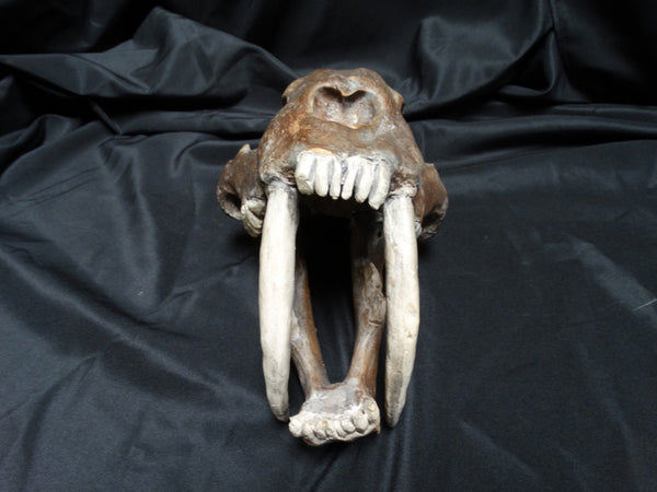 Saber Tooth Tiger Skull Academic Plaster Cast