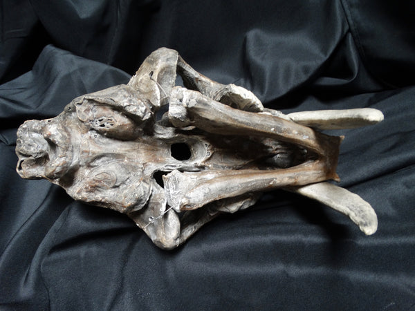 Saber Tooth Tiger Skull Academic Plaster Cast