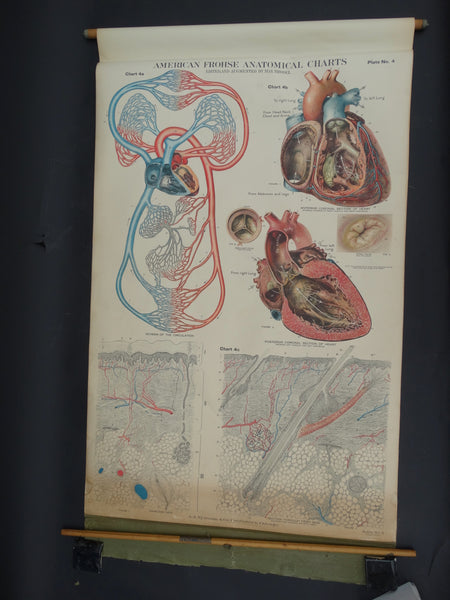 Amer-Frohse Vintage Anatomical Chart, 1918