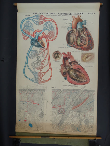 Amer-Frohse Vintage Anatomical Chart, 1918