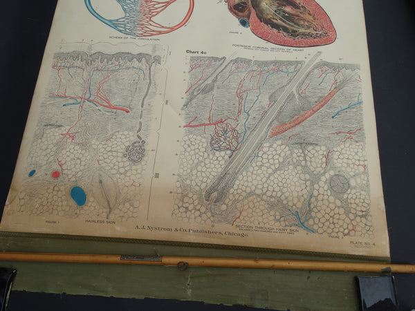 Amer-Frohse Vintage Anatomical Chart, 1918