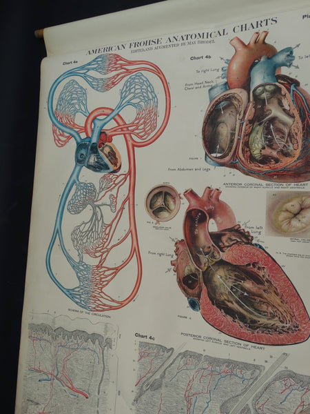 Amer-Frohse Vintage Anatomical Chart, 1918