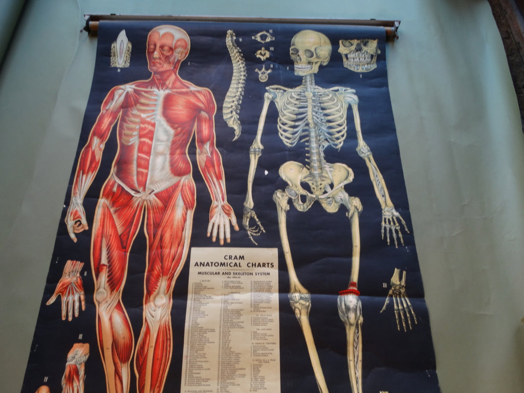 George F Cram Anatomical Chart - Muscular and Skeleton System - 1950 AP1549