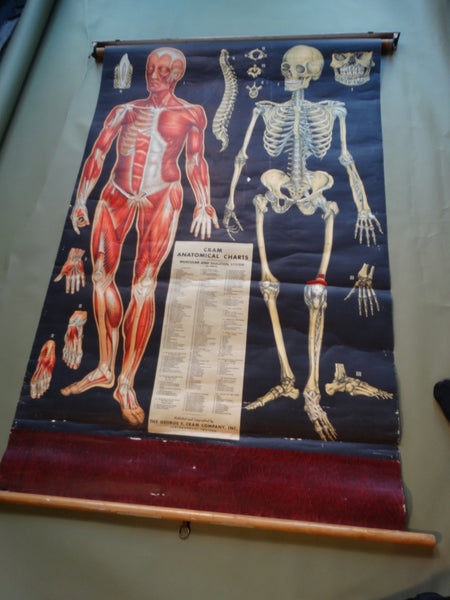 George F Cram Anatomical Chart - Muscular and Skeleton System - 1950 AP1549