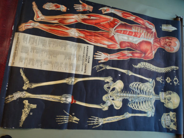 George F Cram Anatomical Chart - Muscular and Skeleton System - 1950 AP1549
