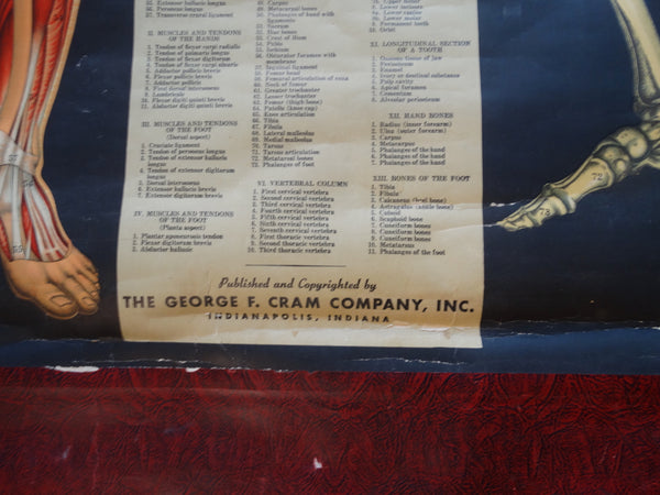 George F Cram Anatomical Chart - Muscular and Skeleton System - 1950 AP1549