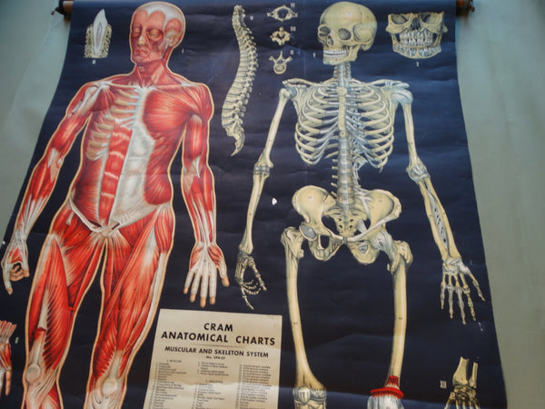 George F Cram Anatomical Chart - Muscular and Skeleton System - 1950 AP1549