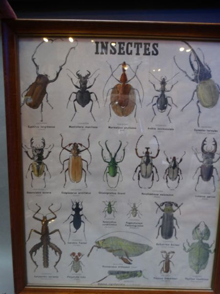 French - INSECTES - Chart