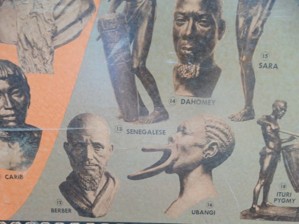 Races of the World and Where They Live --  Poster