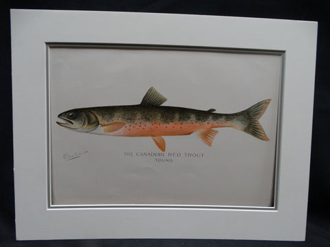 The Canadian Red Trout Young --  Lithograph