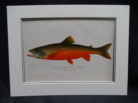 The Canadian Red Trout - Adult Male -- Lithograph