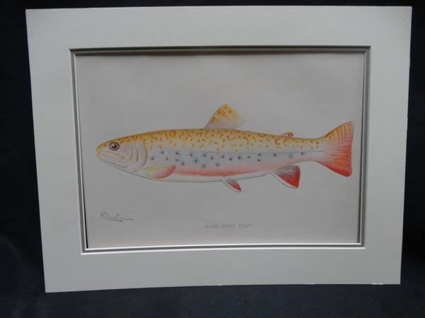 Albino Brook Trout Audubon Society Print