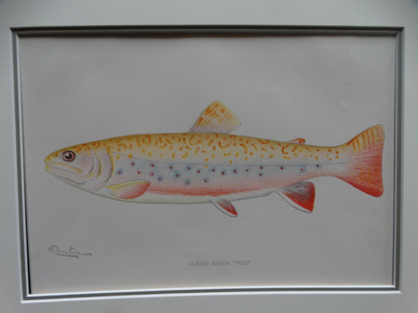 Albino Brook Trout Audubon Society Print