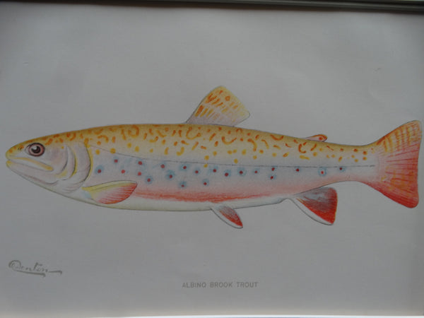 Albino Brook Trout Audubon Society Print