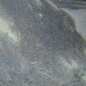 Conrad Buff Pencil & Watercolor on Paper P292