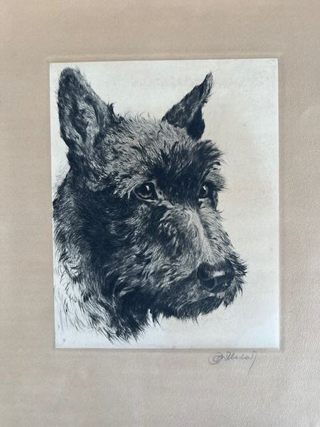 Etching of a Scottish Terrier AP1771