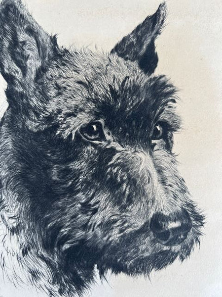 Etching of a Scottish Terrier AP1771