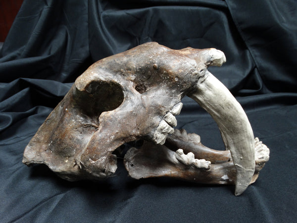 Saber Tooth Tiger Skull Academic Plaster Cast
