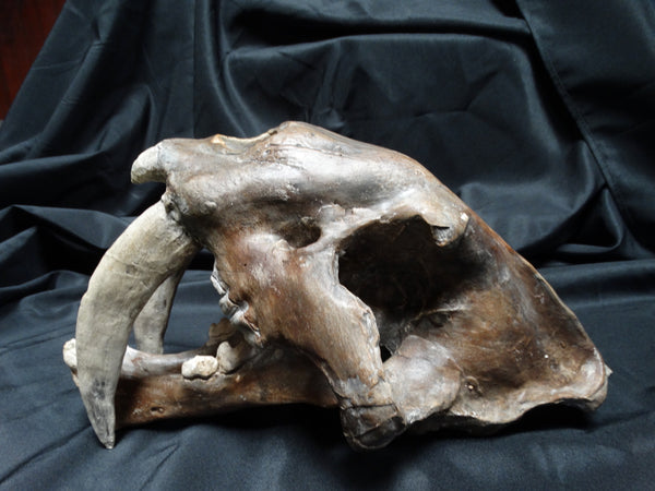 Saber Tooth Tiger Skull Academic Plaster Cast