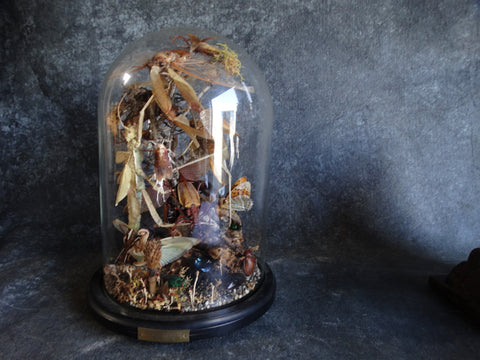 Bell Jar Full of Insect Specimens - Insect Environment 1B by Collin Stringer - A2324