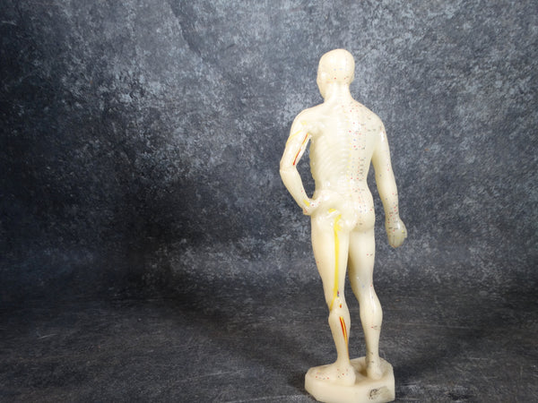 Acupuncture Medical Rubber Model Figure 1960s A2549