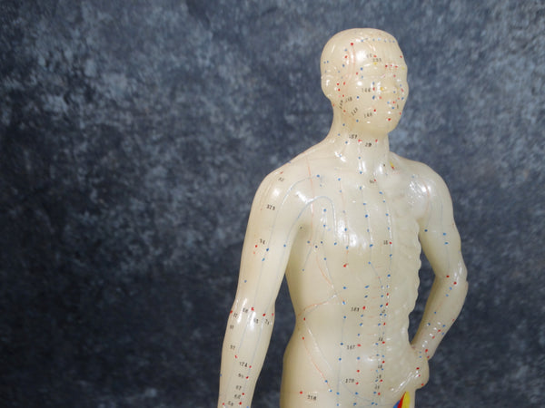 Acupuncture Medical Rubber Model Figure 1960s A2549