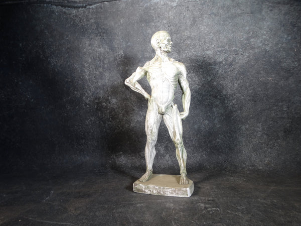 Plaster Flayed Male Figure c 1980 A2550