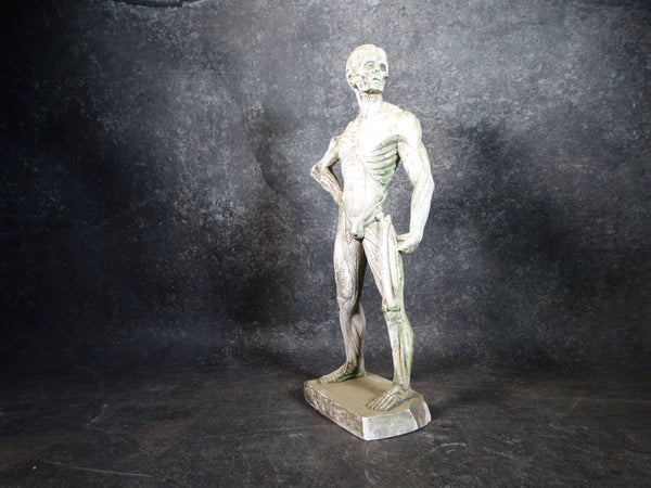 Plaster Flayed Male Figure c 1980 A2550