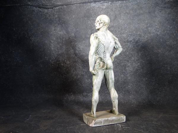 Plaster Flayed Male Figure c 1980 A2550