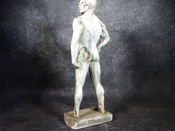 Plaster Flayed Male Figure c 1980 A2550