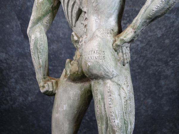 Plaster Flayed Male Figure c 1980 A2550