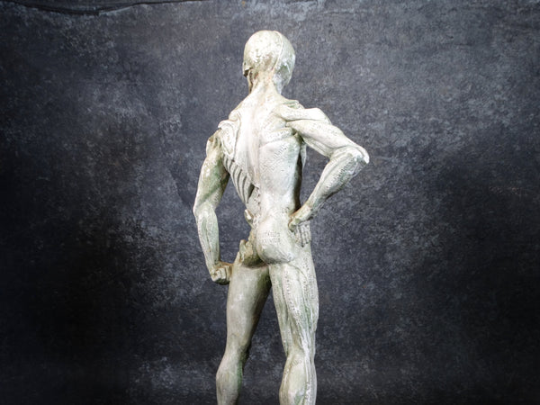 Plaster Flayed Male Figure c 1980 A2550