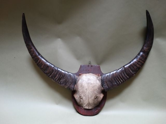 Water Buffalo Horns