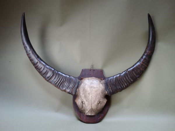 Water Buffalo Horns