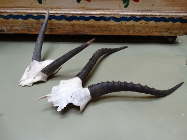 Pair of Horns