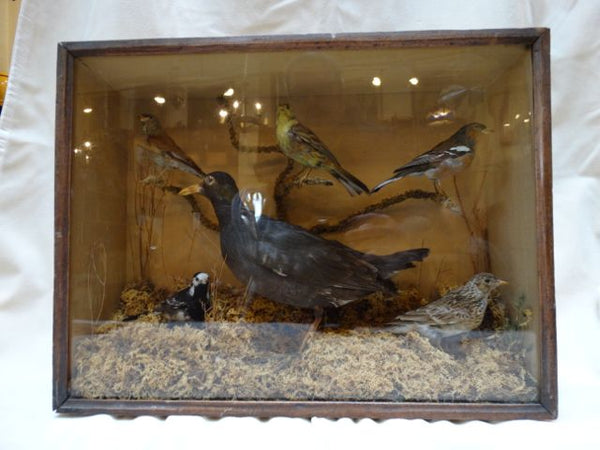 Victorian Taxidermy Box of Birds