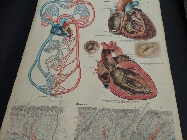 Amer-Frohse Vintage Anatomical Chart, 1918