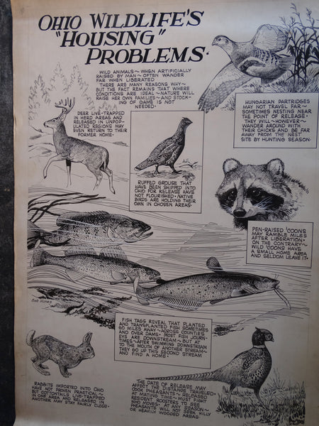 Robert Warren Hines - Wildlife Illustration -  Ohio Wildlife's Housing Problems AP1647