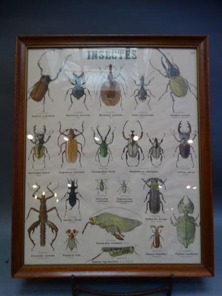 French - INSECTES - Chart