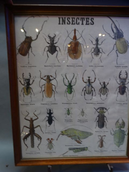 French - INSECTES - Chart