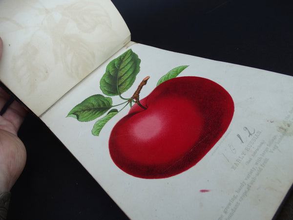 Book” “Fruit and Flower Plates” by Stecher Lithograph Co.