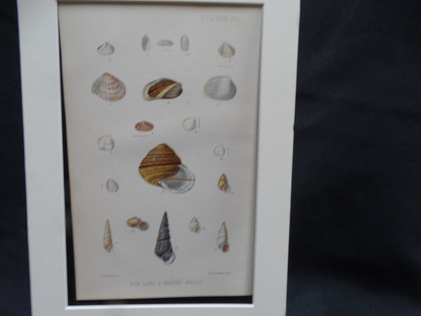 New Land and Marine Shells lithograph
