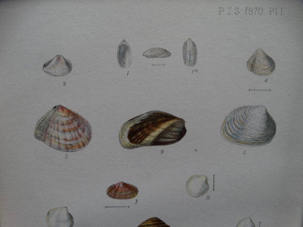 New Land and Marine Shells lithograph