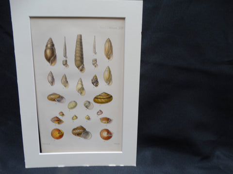 Audubon Society Print More Marvelous Molluscs