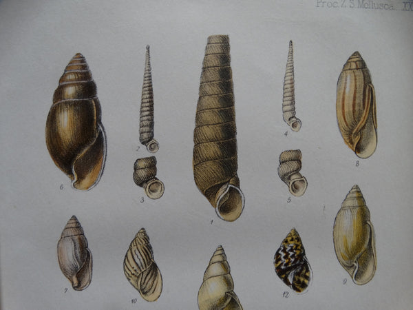 Audubon Society Print More Marvelous Molluscs
