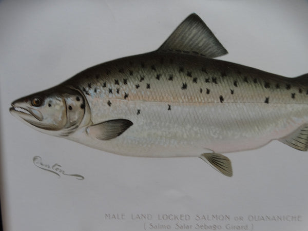 Male Land Locked Salmon Lithograph